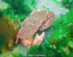 Big Crab!  Puget Sound, WA by Alison Ranheim 